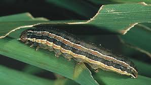 Attachment army worm.jpeg