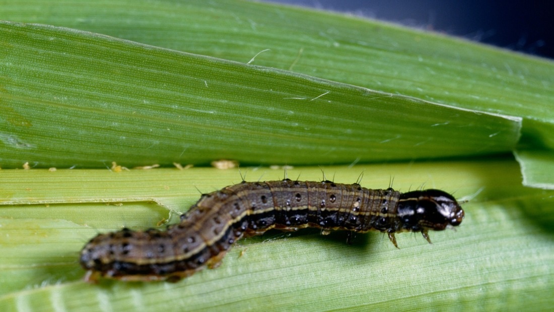 Attachment Hungry-army-worms-wreak-havoc-for-crop-producers.jpg