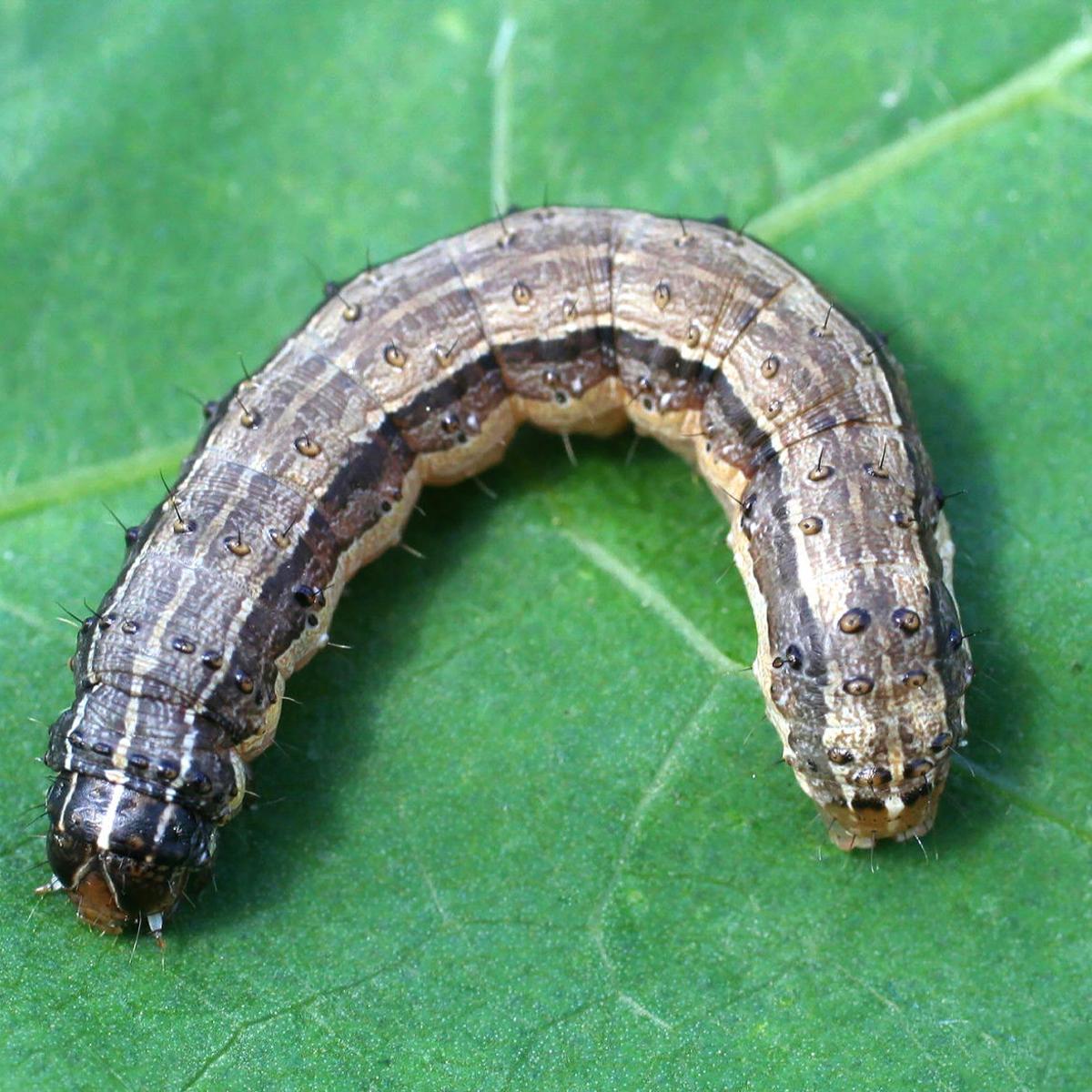 Attachment army worm.jpg