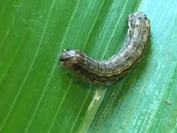 Attachment Army Worm