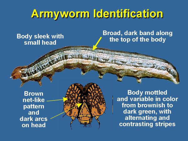 Attachment armyworm-ID.jpg