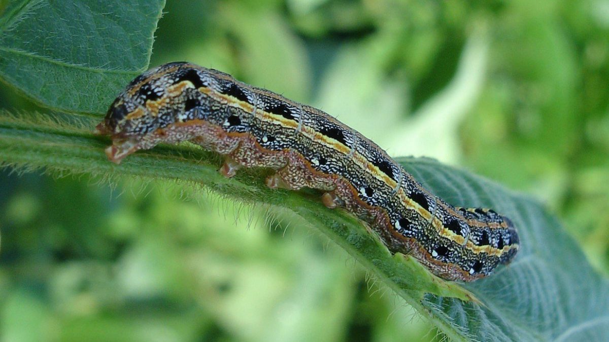 Attachment armyworms-dallas-fort-worth-1-1200x675.jpg