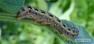 army worms