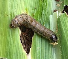 Attachment armyworm.jpg