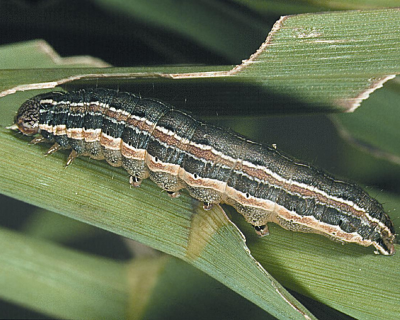 Attachment pests-lawn-armyworm-closeup-800x640.png