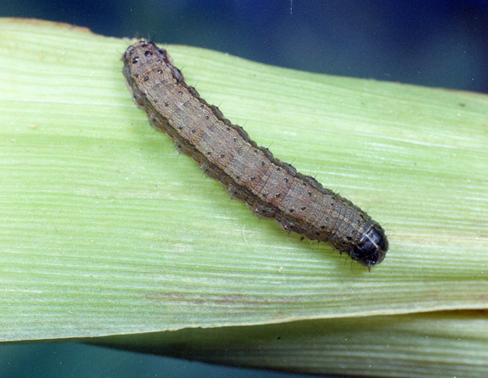 Attachment fall-armyworm-Spodoptera-frugiperda.jpg