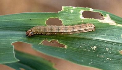 Attachment fall-armyworm-1.jpg