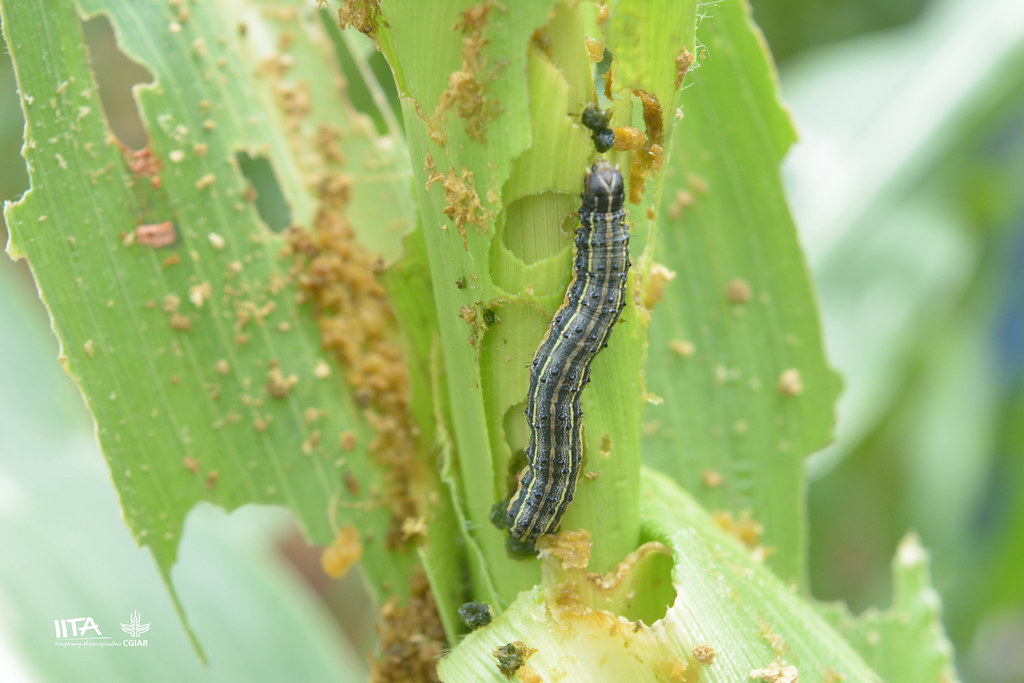 Attachment army worm.jpg