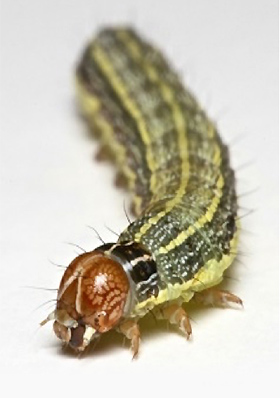 Attachment fall-armyworm.jpg