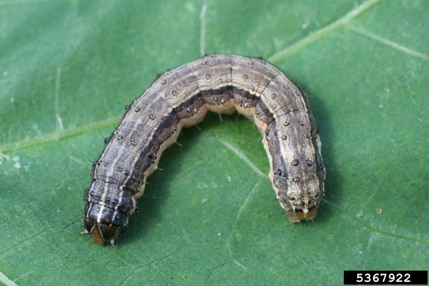 Attachment fall_armyworm_russ_ottens_ipmimages.jpg