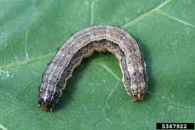 Attachment army worm.jpg