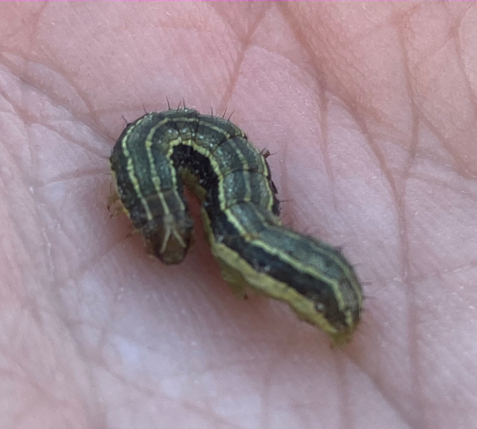 Attachment armyworms-spodoptera-spp-can-be-easily-identifi.jpeg