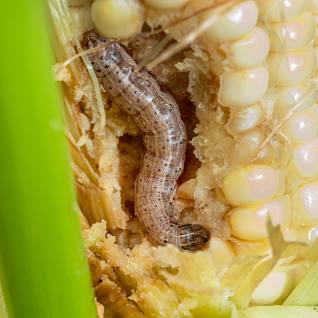 Attachment download armyworm.jpg