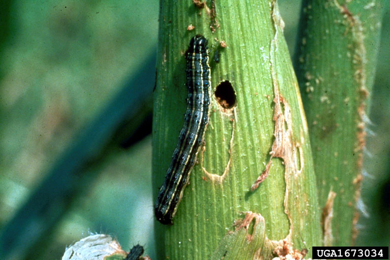 Attachment fall-army-larvae2-big.jpg