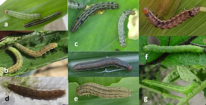 Attachment Army worm 2.jpg