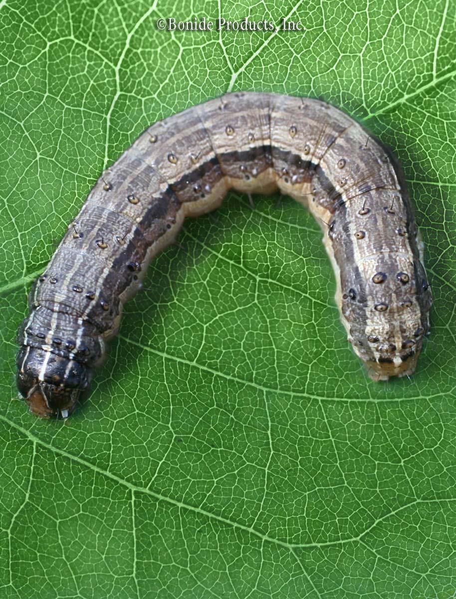 Attachment armyworms_large-1.jpg