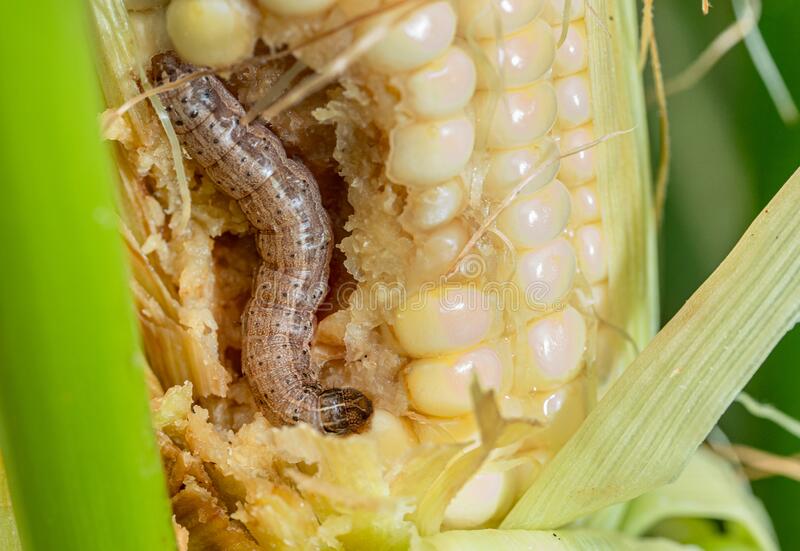 Attachment fall-armyworm-damaged-corn-excrement-177883132.jpg