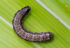 Attachment armyworm.jpg