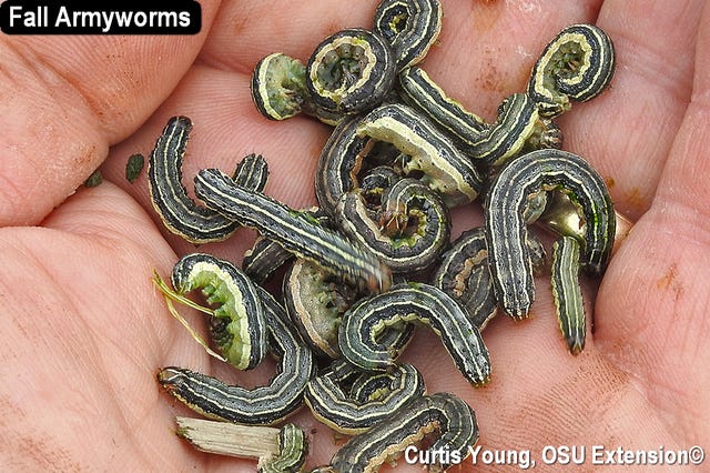 Attachment 9789ae8c-00f1-4232-a1d5-e0fad9cb4497-YOUNG_-_fall_Armyworm_in_oats002.jpg