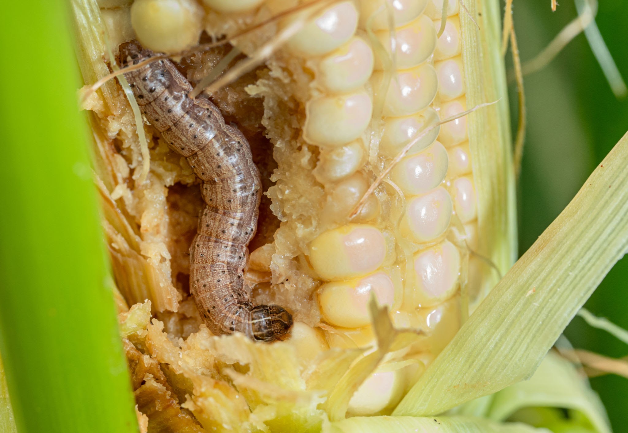 Attachment armyworm.jpg