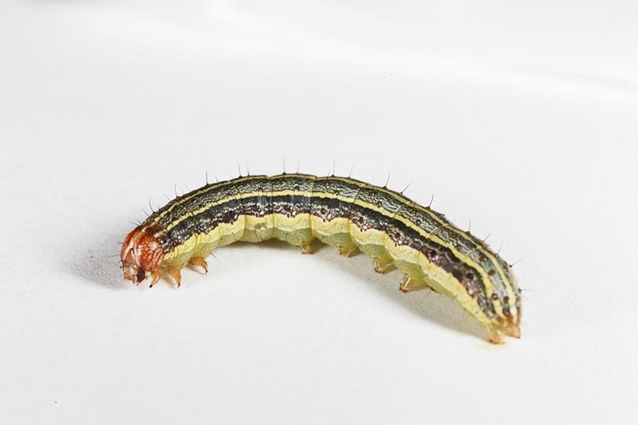 Attachment fall-armyworm-IMG_6969-sm.jpg