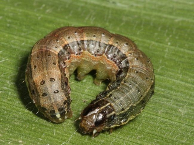 Attachment armyworm-1-650x488.jpg