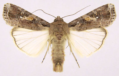 Attachment Spodoptera_frugiperda.jpg