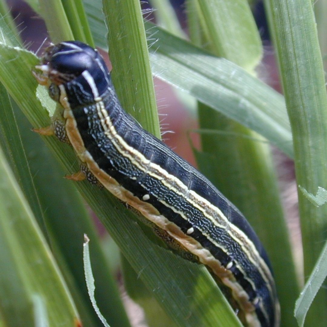 Attachment african-armyworm-1-1.jpg