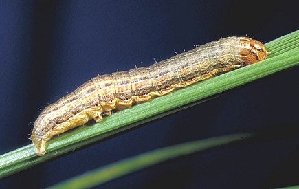 Attachment common_armyworm_435x275_0.jpg