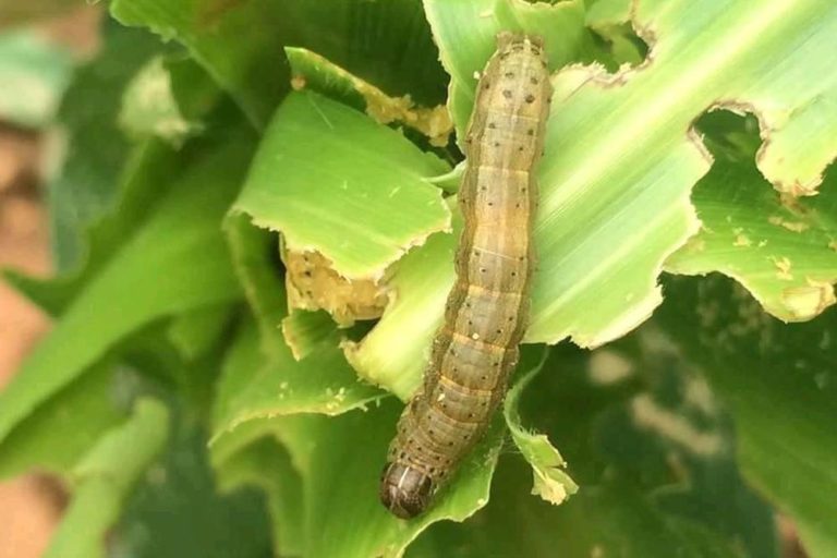 Attachment fall-armyworm-maize-1552661920-768x512.jpg