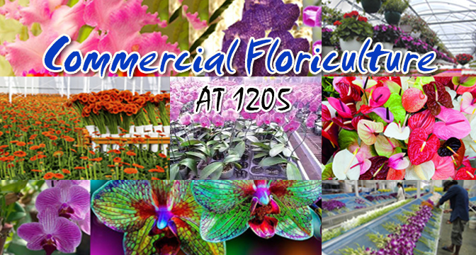 AT1205 - Commercial Floriculture