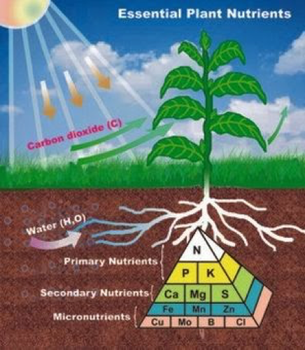 AT1206 - Soil and Plant Nutrient Management