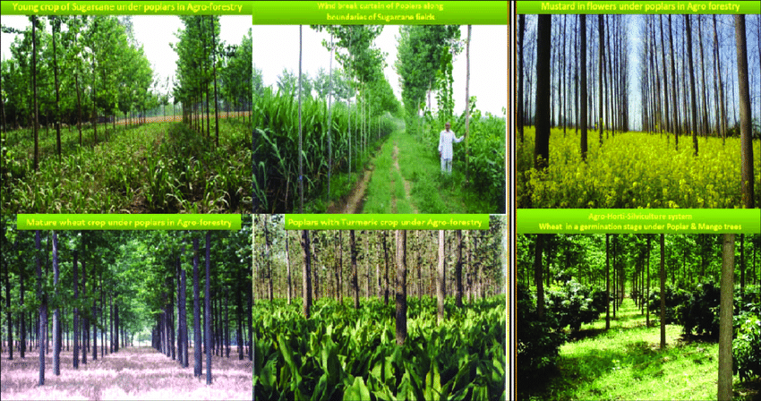 AT3107 - Agroforestry and Silviculture