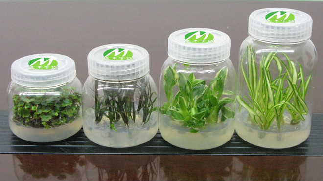 AT2207 - Plant tissue culture technology