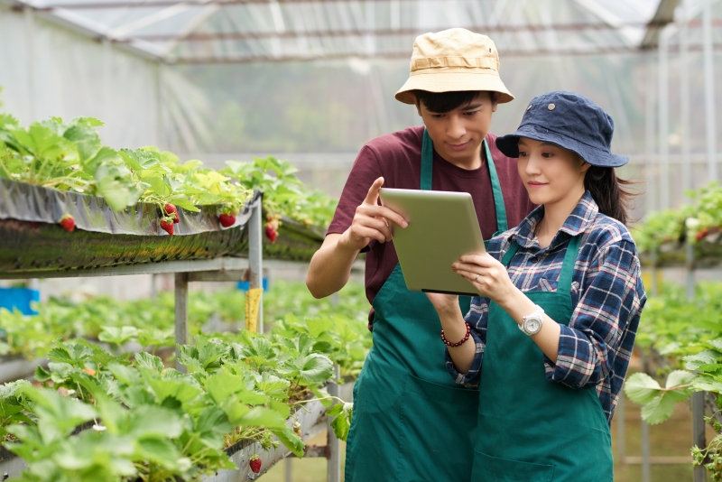 Bachelor Of Science In Agricultural Economics And Agribusiness